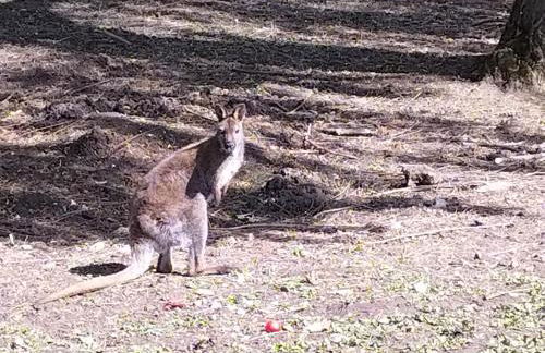Nid du merle avec sauna et jacuzzi privatif - Foto 41