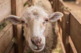 Casas da Levada - Foto 30