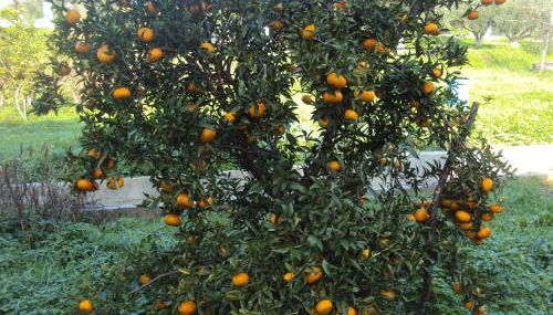Villa Nostos - Foto 4, Garden, Garden view