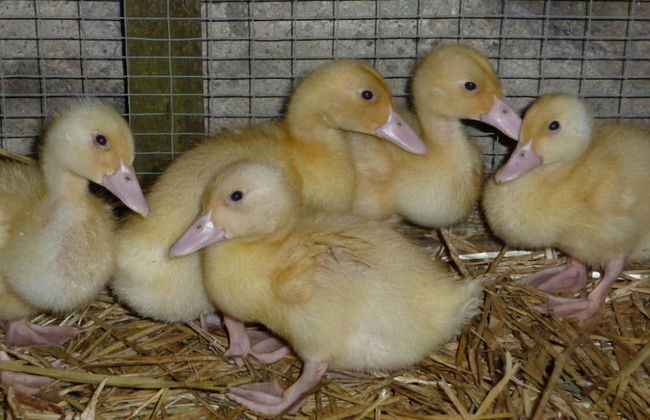 Birchill Farm Holiday Cottages - Photo 38