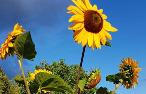 Ferienwohnung am Geißberg - Foto 20