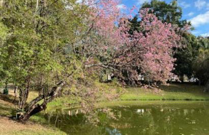 Refúgio na Serra Condomínio em Olaria, Nova Friburgo-RJ - Foto 74