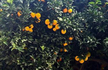 Pinhão House - Foto 49