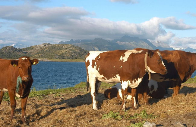 6 Person Holiday Home in Engavagen-by Traum - Foto 8