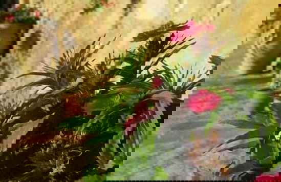 Masseria rocca di Gonato - Foto 34