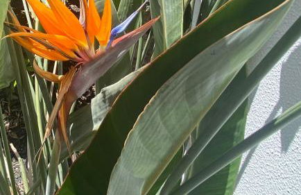 Casa Rosalía - Foto 24