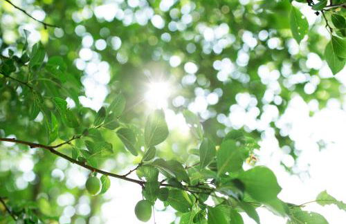 Tiny House 1 im schönen Allgäu mit großem Garten, Naturnah - Foto 18