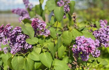 Agroturystyka Parlińskie Wody I - Foto 5