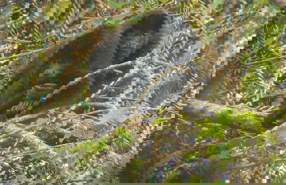 Campos de Oro Wilderness Lodge - Photo 32