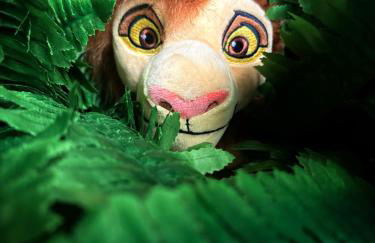 La Belle et le Nooki - Foto 21