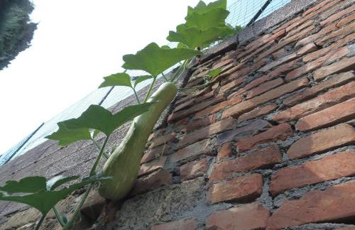 Podere La Capacciola - Photo 14