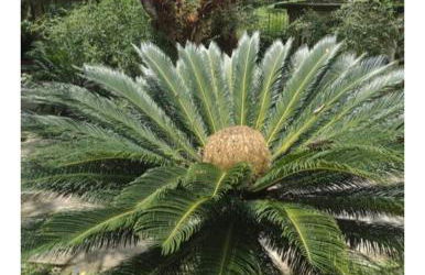 Sítio vilarejo Nascimento - Foto 62