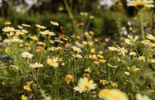 Waldrandzauber - Foto 27