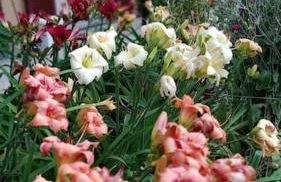 Villa Costanza Appartamento con balcone e vista giardino - Foto 32