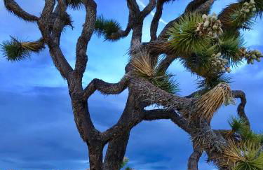 Cozy desert retreat with amazing views only 4 miles to JTNP - Foto 68