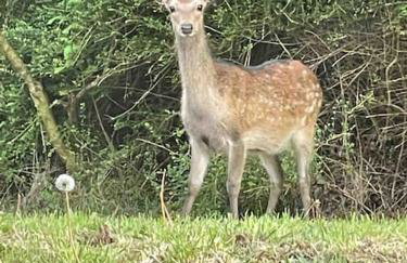 Slieve Gallion, Rural Retreat with Lough Erne View - Foto 2