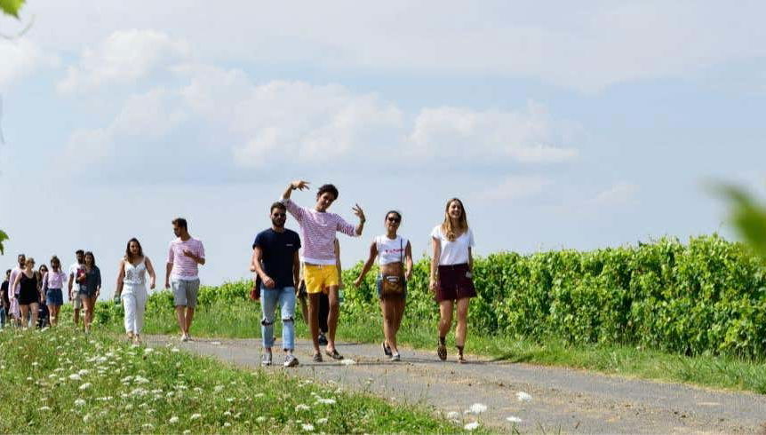 Visita a um vinhedo de Saumur