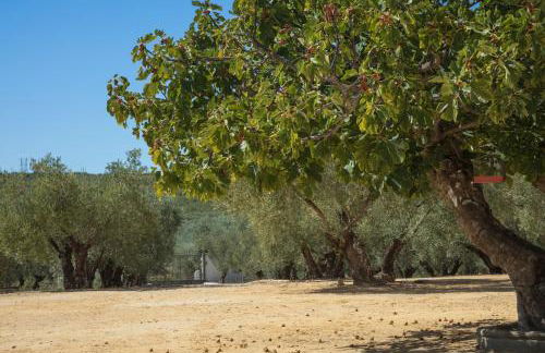 Finca Olivo Llorón - Foto 51