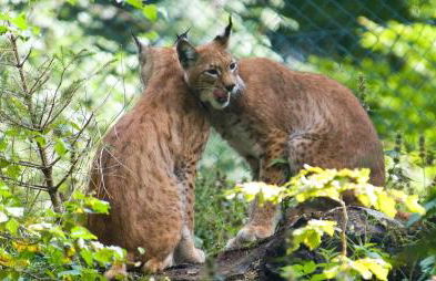 Ferienwohnungen Am Elfenstein - Foto 29