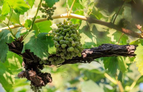 Lagonisi Beach House - Foto 12