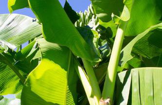 Belle Villa moderne avec piscine et jardin - Foto 38