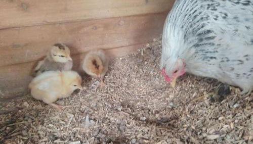 Blackberry Annex. Detached cottage. Rural location - Foto 5