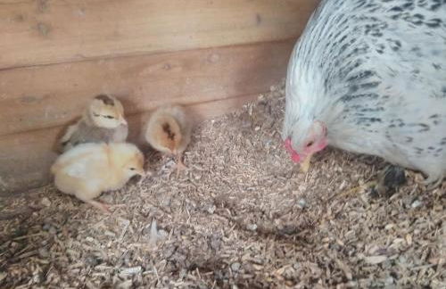 Blackberry Annex. Detached cottage. Rural location - Foto 5