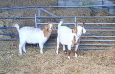 Fentrigan Manor Farm & Holiday Cottages - Foto 17