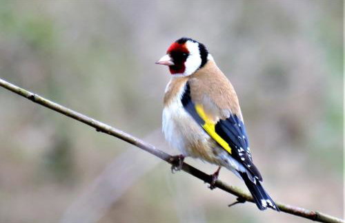 Corner Cwtch - Foto 30