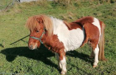 Casinha da Deolinda - Foto 34