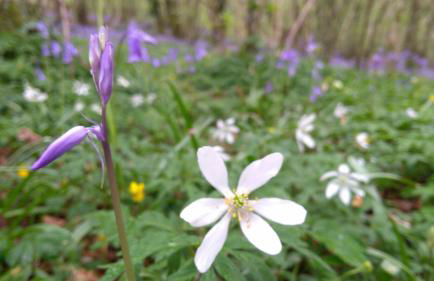 Shepherd's Lodge - Shepherd's Hut with Devon Views for up to Two People and One Smaller Dog - Foto 10