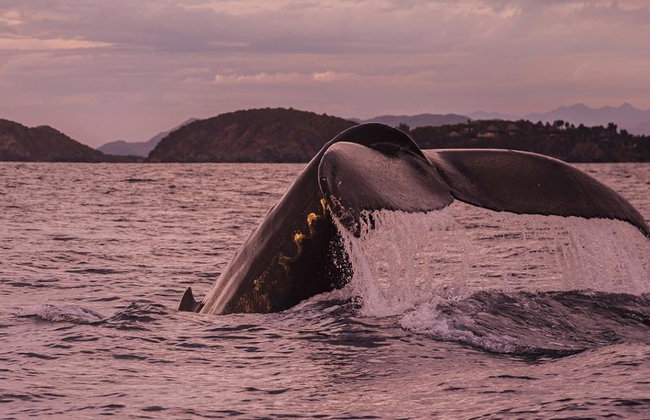 Whale Watching Aboard the Picante - Photo 6