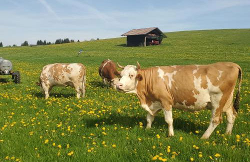 Biohof Dimper - HühnerNest - Foto 20
