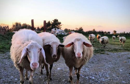 Suite of light rooms - Foto 39