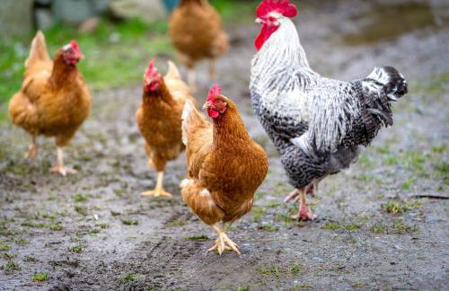 2 Bed in Llannor oc-cysgul - Photo 36