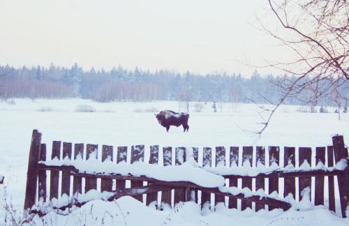 Pod Modrzewiem - Foto 45