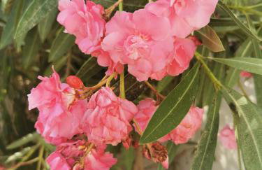 Apartmani Denx - Foto 32