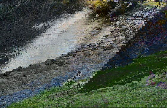 Yea Riverside Caravan Park - Foto 35