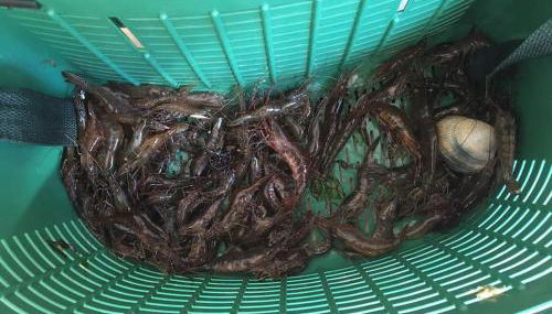 Maison dans le sud du Morbihan près de la mer - Photo 4