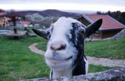 Ferienwohnung Altes Schulhaus Greising - Foto 24
