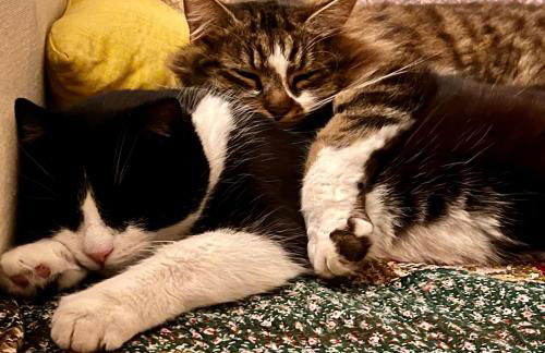 Les écuries du château - Foto 8