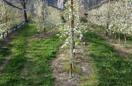 Borda Piñana - Photo 31