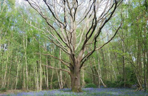 Holly Cottage - Foto 17