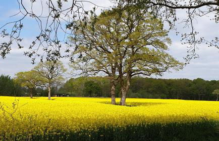 Ferienwohnung Kleiner Esch - Foto 16