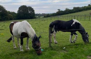 Gorgeous countryside cabin - Foto 16