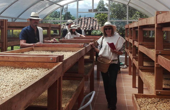 Visite autour du café dans la ferme Casa Vieja - Photo 2