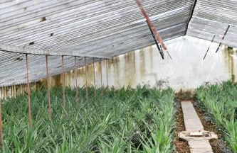 Pineapple Studio - Photo 49