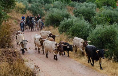 Los Gavilanes BOGARRA - Foto 19