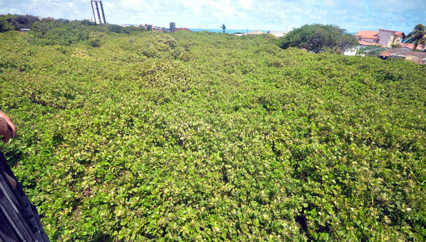 Vista aérea del Cajueiro de Pirangi