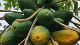 CASA RURAL ANTIGUA ESCUELA I - Foto 2